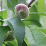Young Peaches