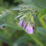 Comfrey Flowers