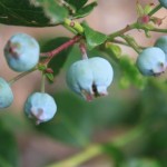 Blueberries