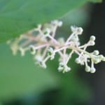 IMG_3611