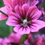 IMG_3619