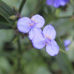 IMG_3632