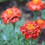 IMG_3648