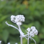 IMG_4919