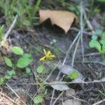 IMG_4954