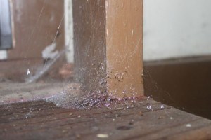 IMG_5036
