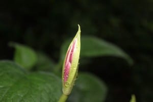 IMG_5038
