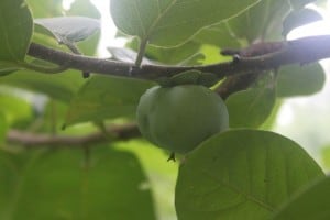 IMG_5086