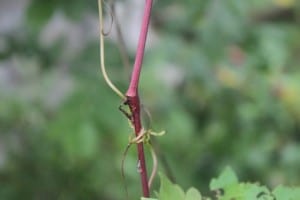 IMG_5088