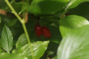 IMG_5096