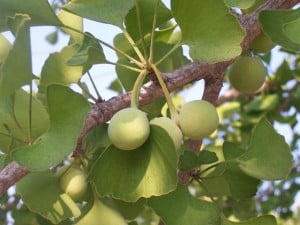 ginkgo_fruit_2