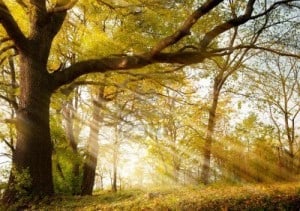 10958860-a-huge-old-oak-tree-in-autumn-park-lighted-sun-sunrise