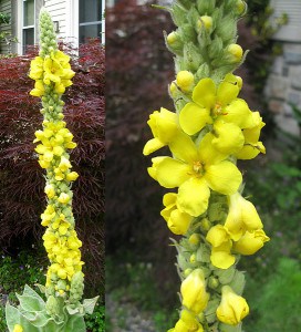 6-28-verbascum