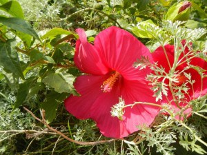 DSCN0409