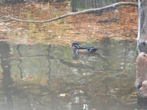 DSCN0456