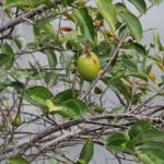 IMG_0634