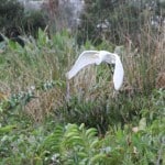 IMG_0647