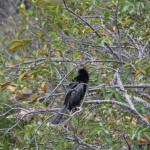 IMG_0650