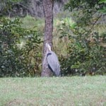 IMG_0651