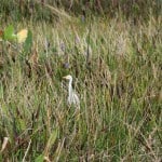 IMG_0654