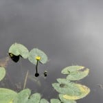 IMG_0655