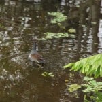 IMG_0660