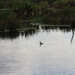IMG_0666