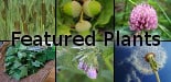 Featured Plants