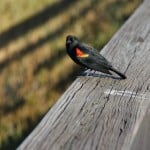 IMG_0702