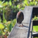 IMG_0704