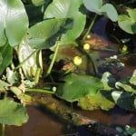 IMG_0705