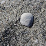 IMG_0726