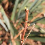 IMG_0734