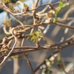 IMG_0736