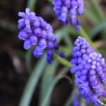 IMG_0745
