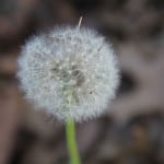 IMG_0751