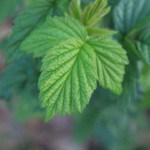 IMG_0753