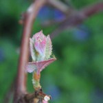IMG_0756