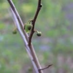 IMG_0764