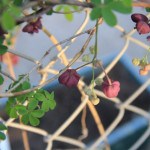 IMG_0768
