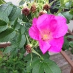 photo-10