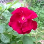 photo-13