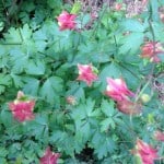 photo-15