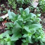 photo-17
