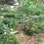 photo-4