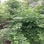 photo-5