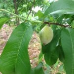 photo-6