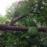 photo-8