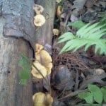 image_4