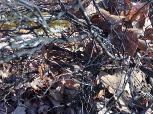 image7 copy